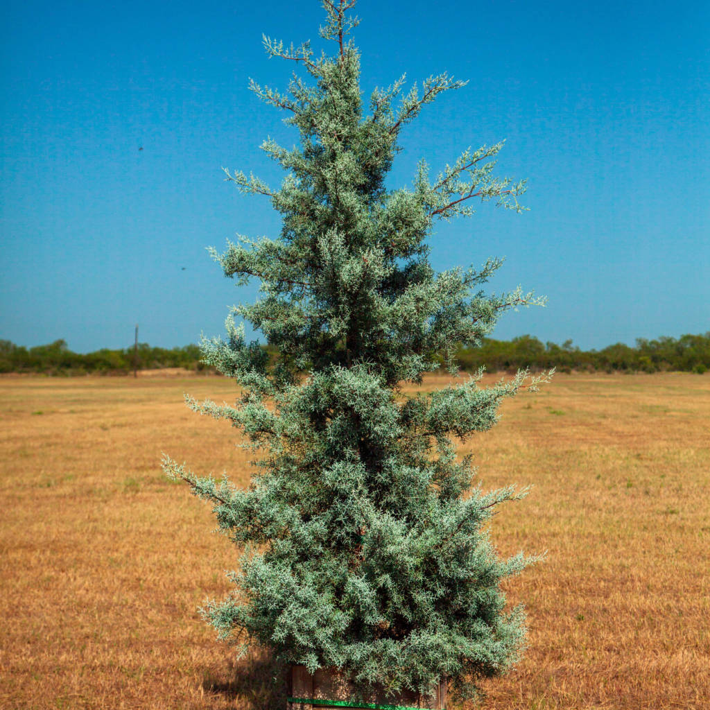 Cupressus Arizona Peerless Tree Farm