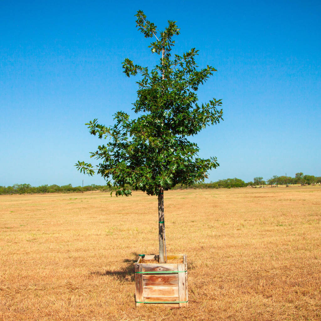 QuercusShumardil Peerless Tree Farm
