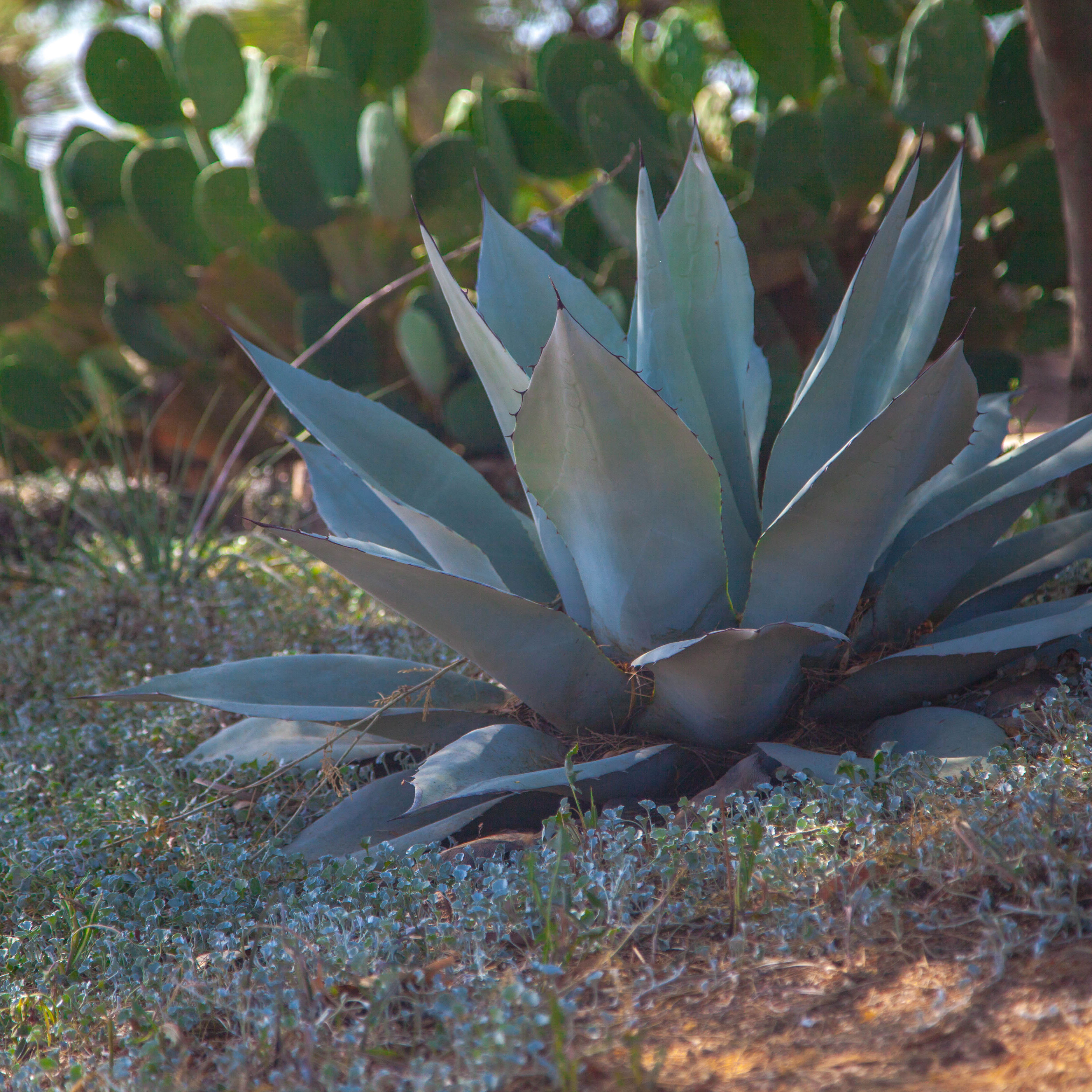 planted agave