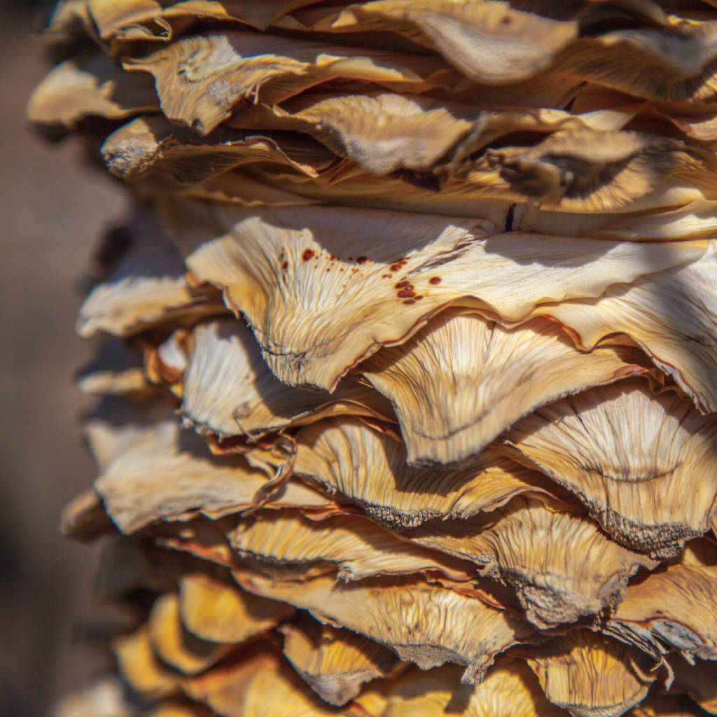 close up of yucca trunk